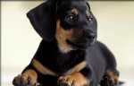 Puppys (5).jpg