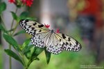 swart%20met%20wit_IMG_6004_c.jpg