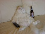 funny_CatAtHome(2).jpg