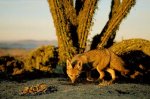 cactusfox-730313-ga.jpg