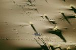 desertgemsbok-969328-ga.jpg