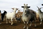 desertgoatherd-751163-ga.jpg