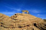 desertlion-657110-ga.jpg