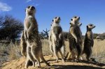 desertmeerkats-707072-ga.jpg