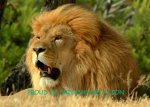 lion123.jpg