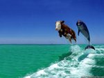 cow-and-dolphin-fake-comedy-funny-animal-wallpapers[1].jpg