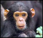 baby-chimpanzee.jpg