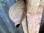 IMG1976A.jpg
