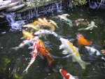koi-pond[1].jpg