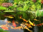 koi-fish-pond[1].jpg