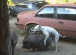 animals-humping-wrong-animals07.jpg