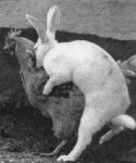 animals-humping-wrong-animals02.jpg