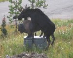 animals-humping-wrong-animals01.jpg