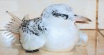 bird.jpg bird.jpg