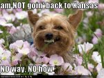 funny-dog-pictures-not-kansas.jpg