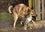 very-naughty-animals01.jpg