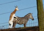 very-naughty-animals10.jpg