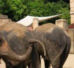 very-naughty-animals12.jpg
