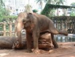 very-naughty-animals13.jpg