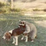very-naughty-animals14.jpg