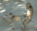 very-naughty-animals18.jpg