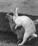 very-naughty-animals21.jpg