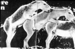 very-naughty-animals22.jpg