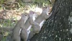 very-naughty-animals23.jpg