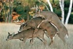 very-naughty-animals24.jpg