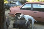 very-naughty-animals26.jpg