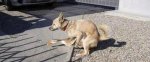 very-naughty-animals27.jpg