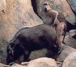 very-naughty-animals29.jpg