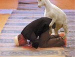 very-naughty-animals31.jpg