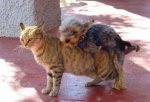 very-naughty-animals32.jpg