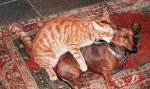 very-naughty-animals33.jpg