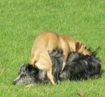 very-naughty-animals36.jpg