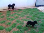 rottweiler.jpg