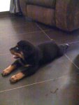 Rott.jpg