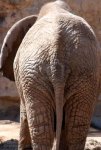 712623-an-elephant-s-back-side-close-up.jpg