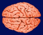 wet_brain.jpg