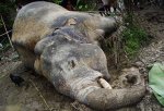 dead-elephant-0845-600-pix.jpg