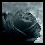blackrose2.jpg blackrose2.jpg