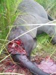 poached-elephant-virunga@body.JPG