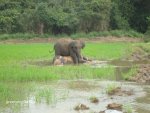killed elephant 015l.jpg killed elephant 015l.jpg