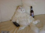 399_drinking-cat.jpg