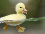 CollectionOfBestPhotographsOfBirds1_002.jpg