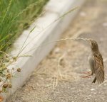 CollectionOfBestPhotographsOfBirds1_003.jpg