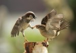 CollectionOfBestPhotographsOfBirds13_001.jpg