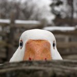 CollectionOfBestPhotographsOfBirds7_001.jpg