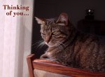 CatThinking.jpg